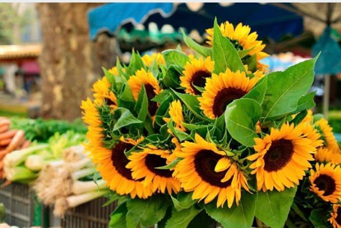 Des Tournesols